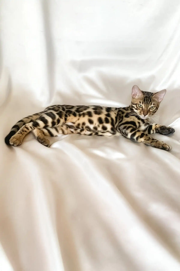 Zephyr | bengal kitten