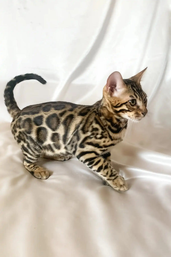Zephyr | bengal kitten