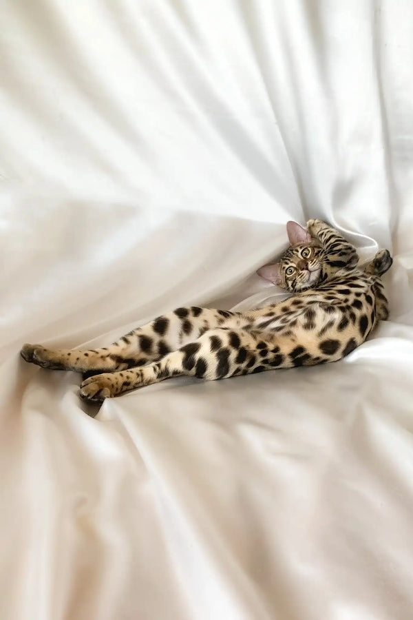 Zephyr | bengal kitten