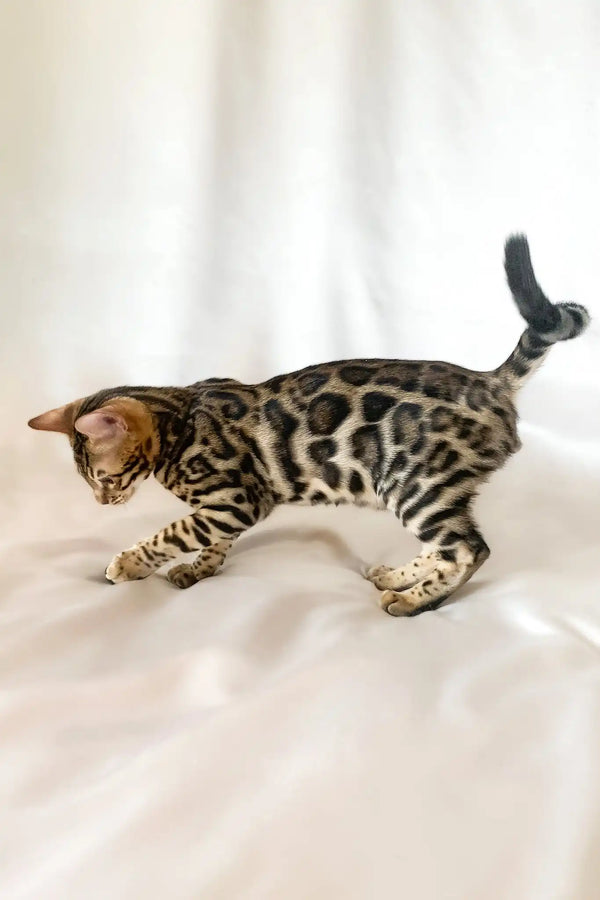 Zephyr | bengal kitten