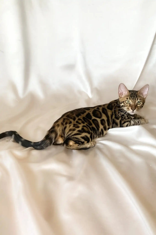 Zephyr | bengal kitten