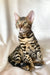Zephyr | bengal kitten