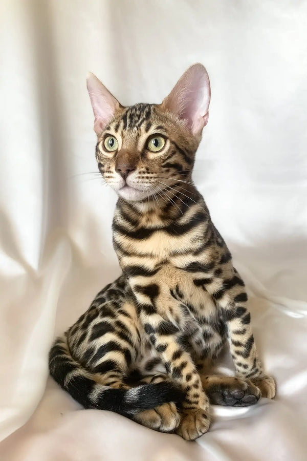 Zephyr | bengal kitten