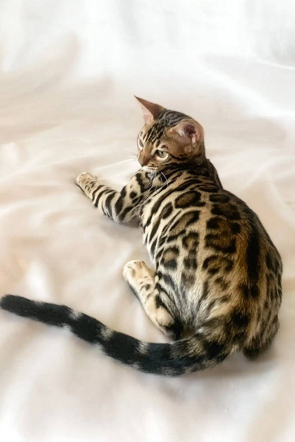 Zephyr | bengal kitten
