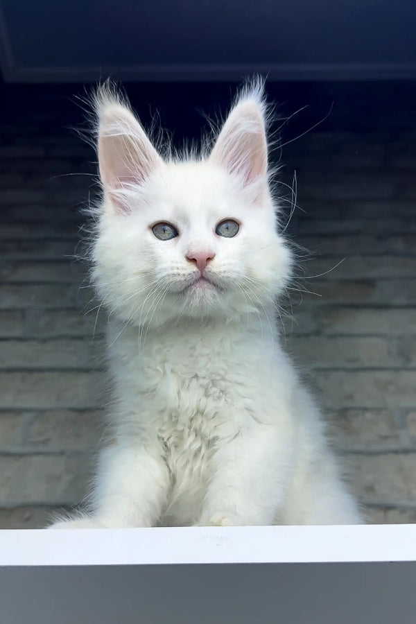 White Maine Coon kitten Zephyr with blue eyes and pointed ears looking cute