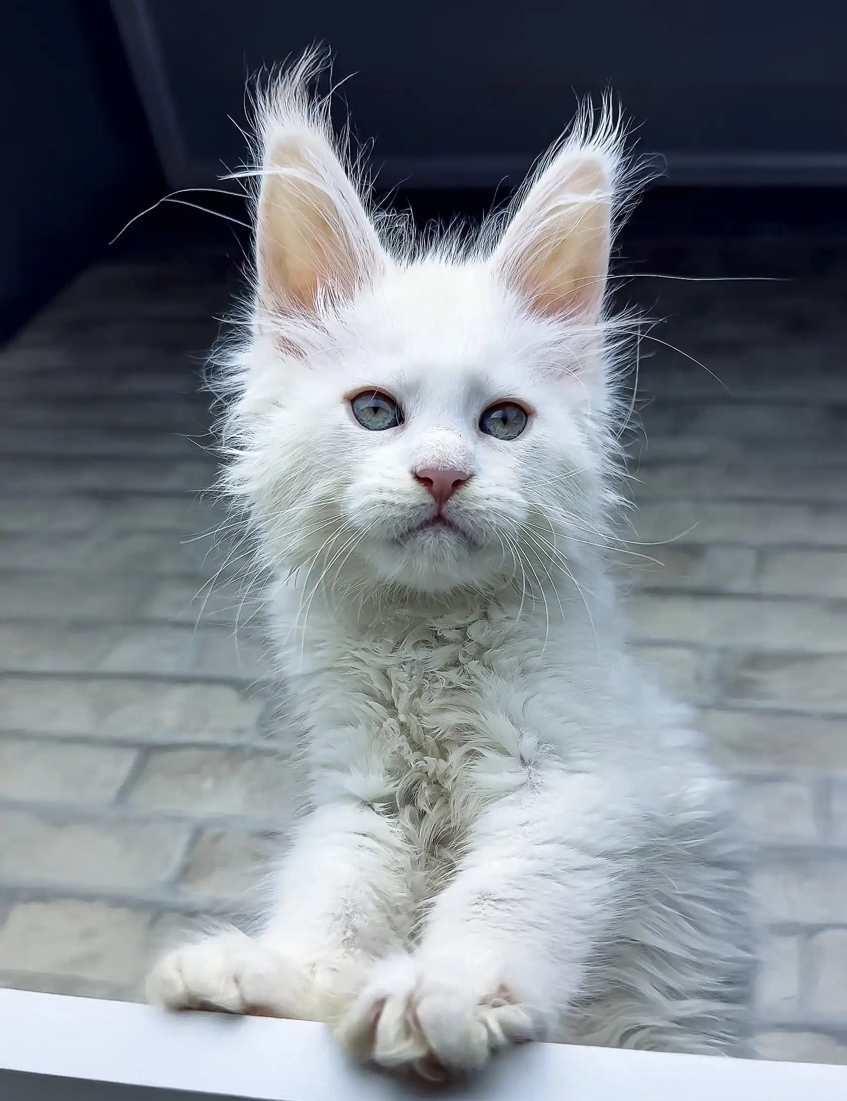 White Maine Coon kitten Zephyr with fluffy fur and pointed ears looking adorable