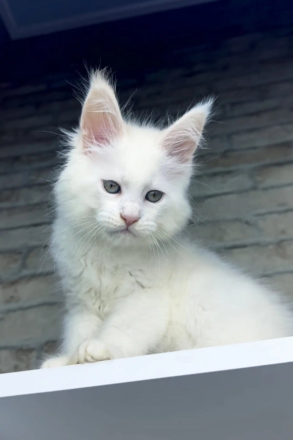 White Maine Coon kitten Zephyr with fluffy fur and beautiful piercing eyes