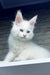 White fluffy Maine Coon kitten named Zephyr with amazing blue eyes