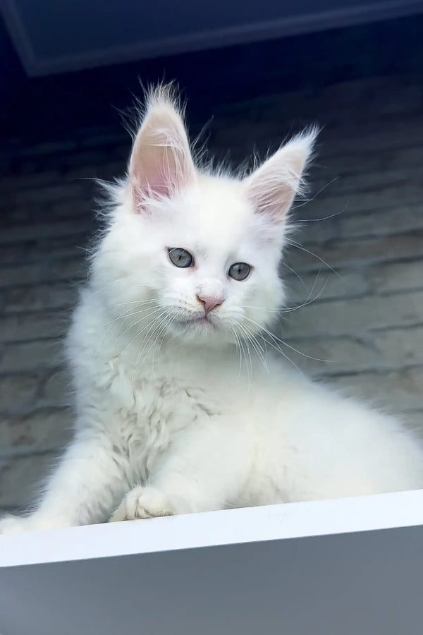 White fluffy Maine Coon kitten named Zephyr with amazing blue eyes