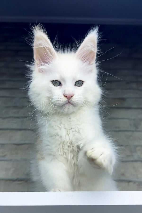 White fluffy Maine Coon kitten Zephyr with ear tufts and stunning blue eyes