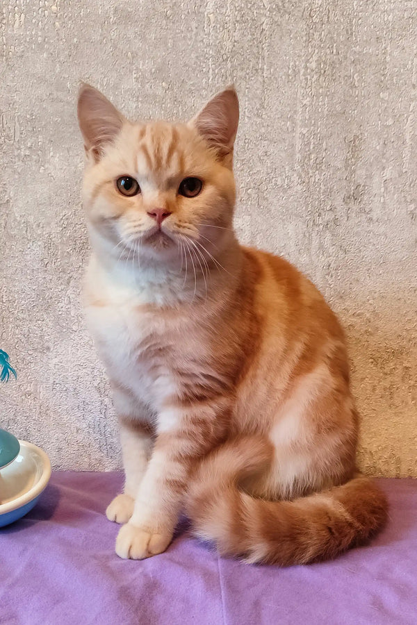 Zephyr Ginger Scottish Straight with Orange Eyes