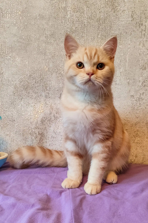 Cream-colored British Shorthair cat upright on purple fabric for Zephyr Scottish Straight Kitten