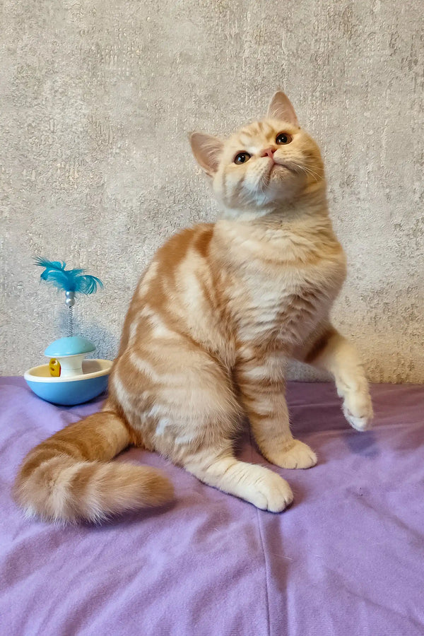 Cream-colored Scottish Straight kitten named Zephyr lounging on purple fabric