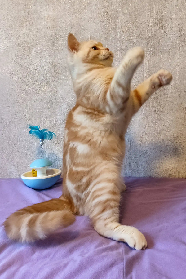 Cream-colored Scottish Straight kitten standing on hind legs with paw raised
