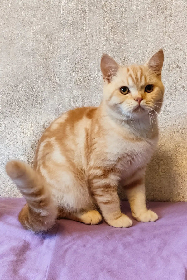 Cream and orange striped cat chilling on a purple fabric in Zephyr the Scottish Straight Kitten