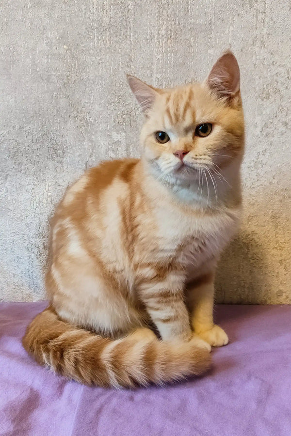 Cream and peach striped Scottish Straight kitten Zephyr lounging on purple fabric