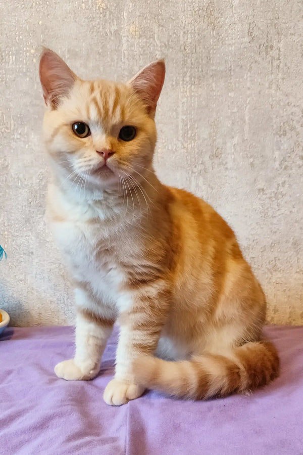 Zephyr Ginger Scottish Straight with Orange Eyes