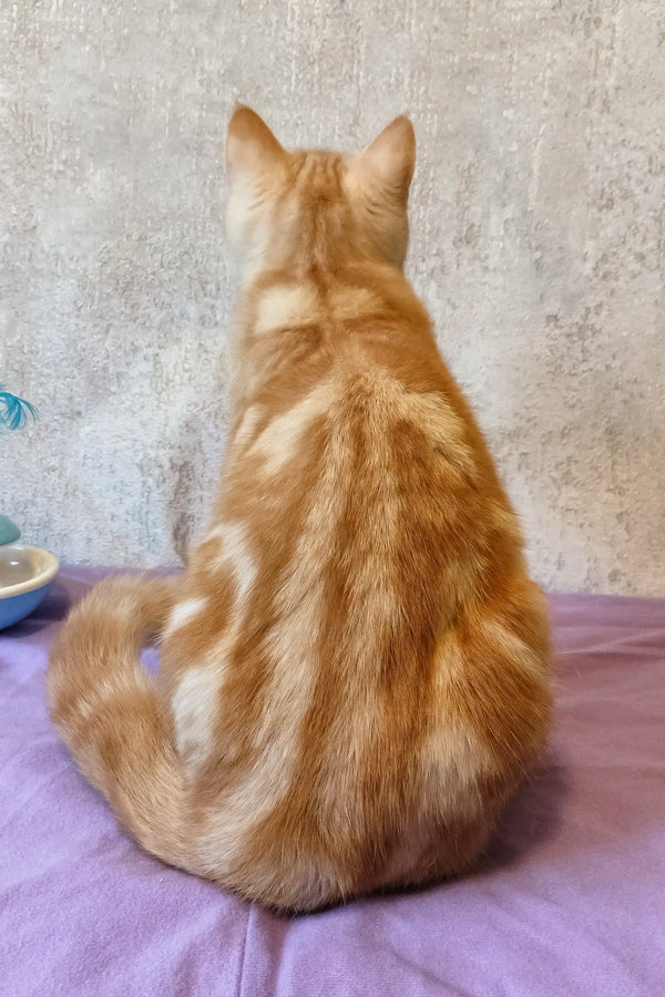 Ginger Scottish Straight Kitten Zephyr sitting with back to the camera
