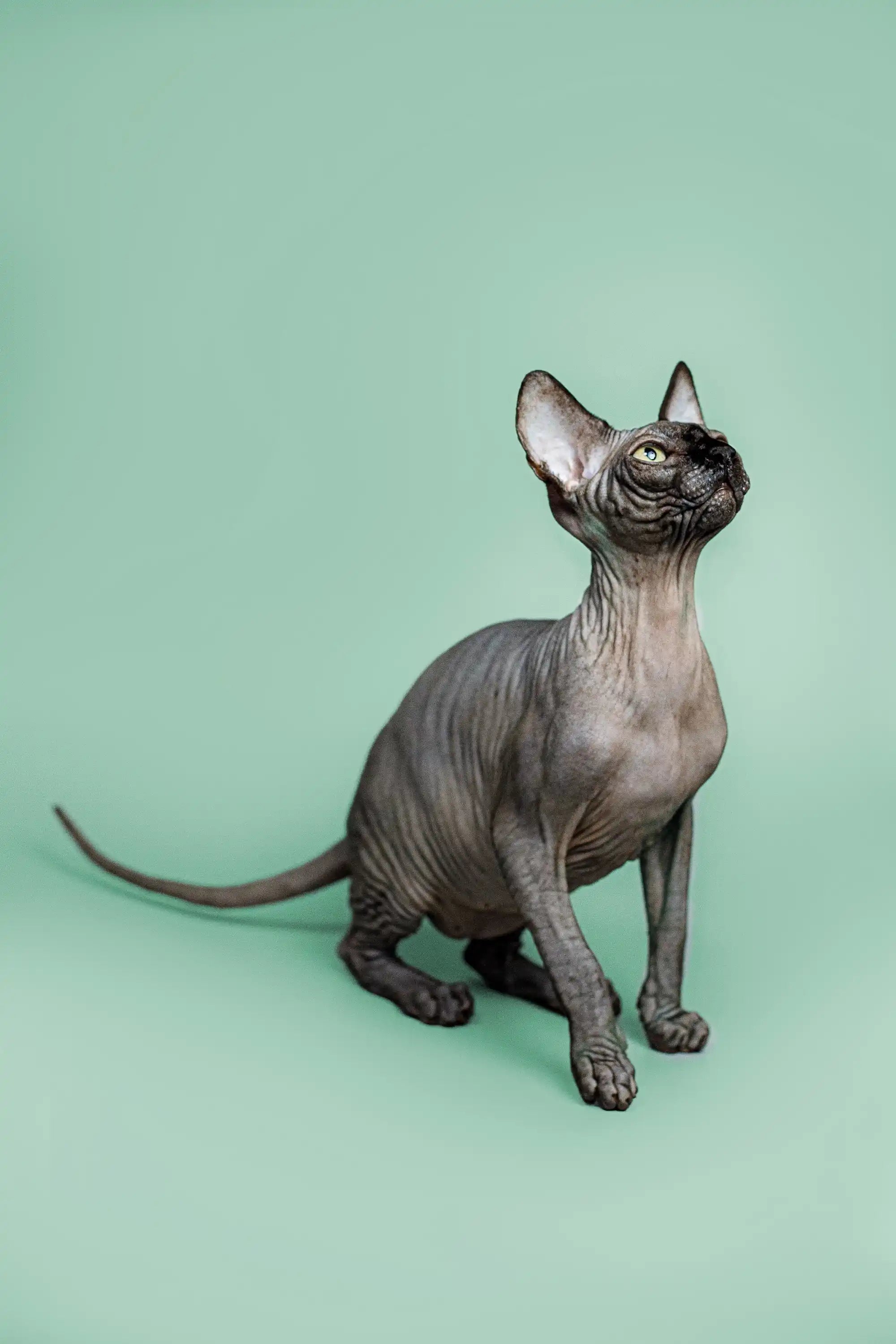 Sphynx Cats for Sale | Kittens For Zephyr | Kitten