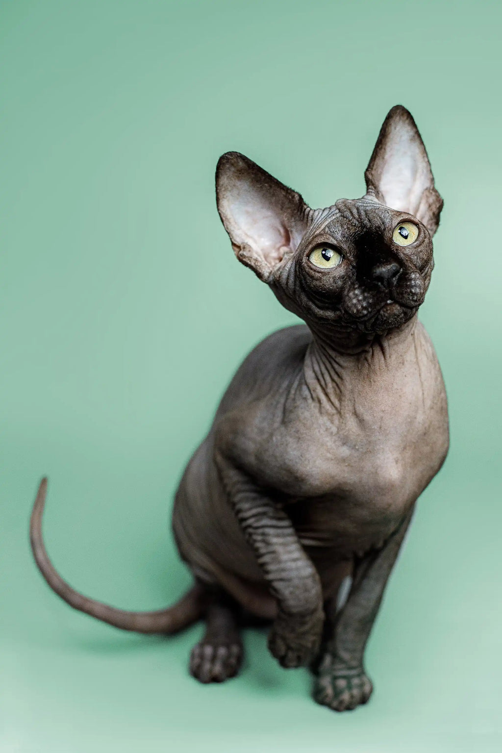 Hairless Sphynx Cats & Kittens for Sale Zephyr | Kitten