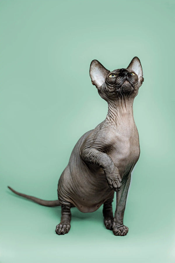 Meet Zephyr, a playful Sphynx kitten with big ears and a loving personality