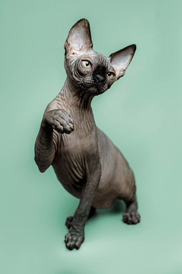 Hairless Sphynx kitten Zephyr with big ears and a loving personality sitting upright
