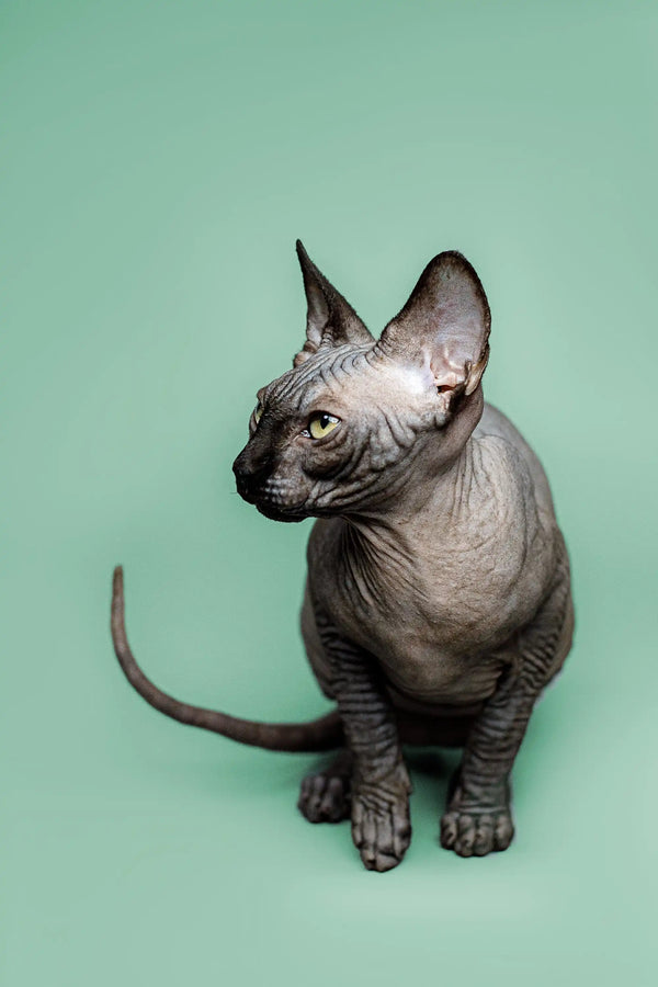 Meet Zephyr, the adorable Hairless Sphynx kitten with a loving personality and big ears