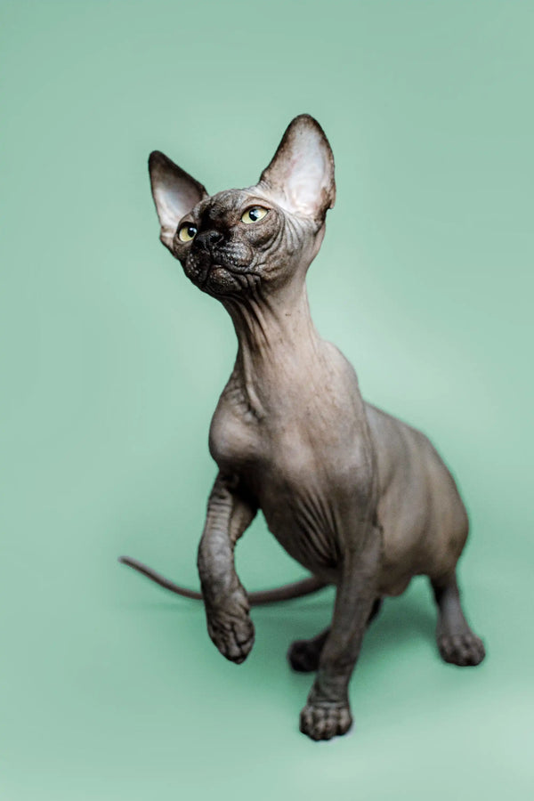 Meet Zephyr, the adorable Sphynx kitten with a loving personality and unique look