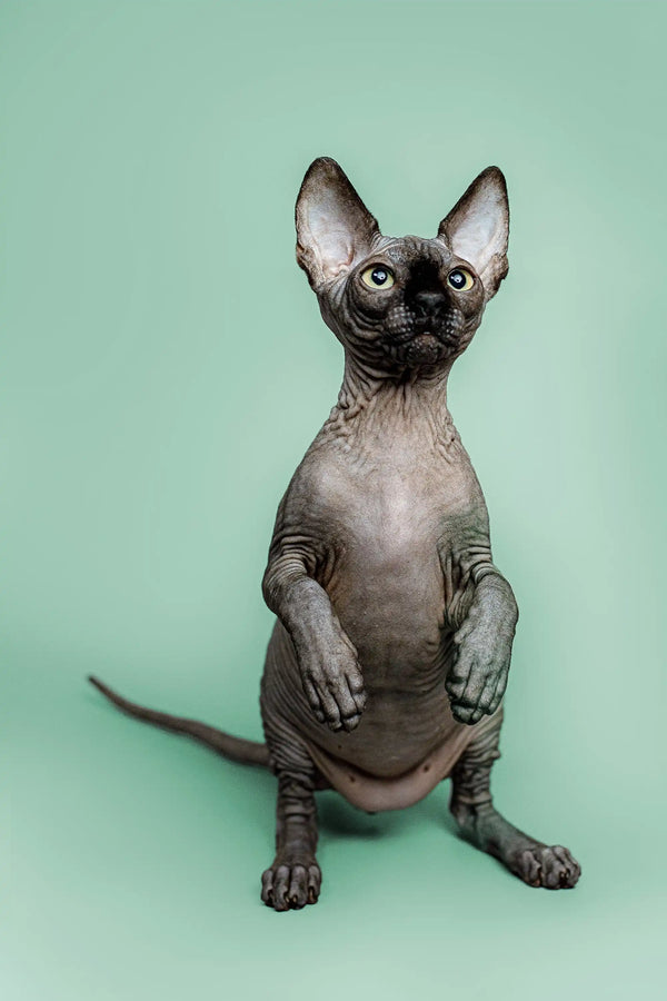 Adorable Hairless Sphynx Kitten Zephyr with large ears and a loving personality