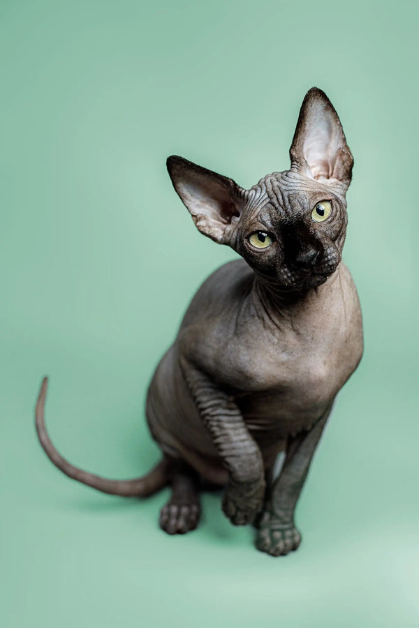 Playful Hairless Sphynx Kitten Zephyr with big ears and a loving personality