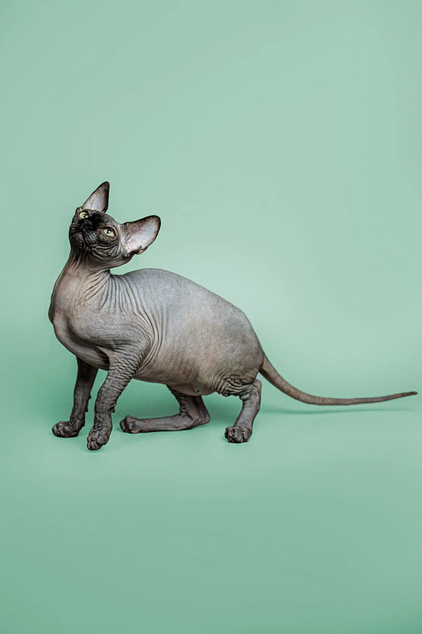 Adorable Sphynx kitten Zephyr with wrinkled skin and big ears, full of loving personality