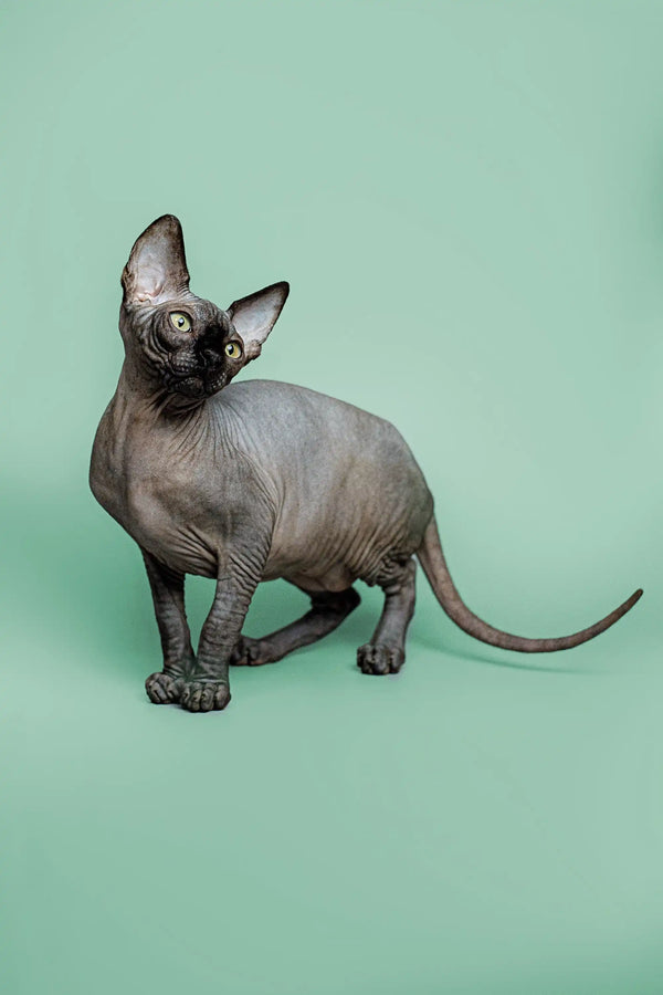 Adorable Hairless Sphynx Kitten Zephyr with loving personality and big ears