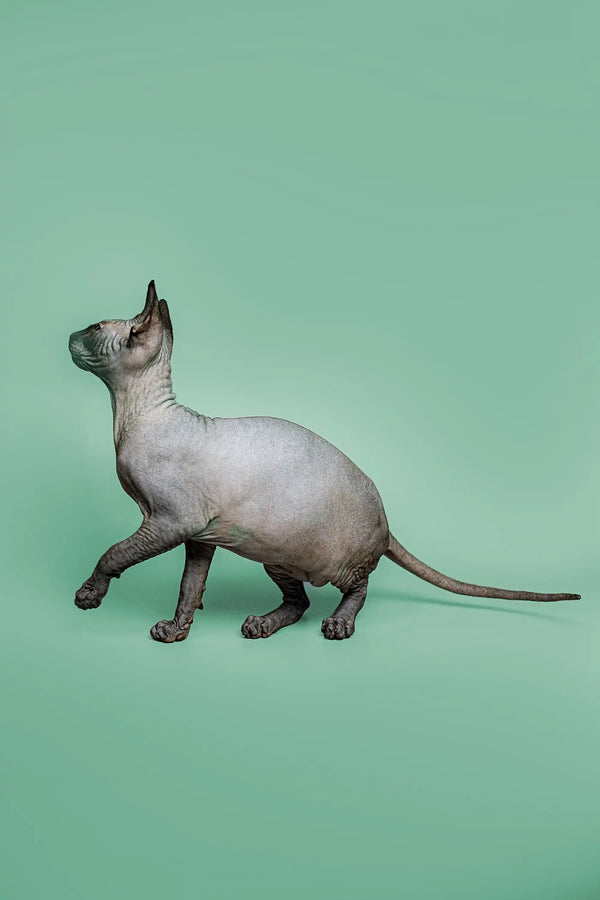Sphynx kitten Zephyr with wrinkled skin showing off a loving personality while walking