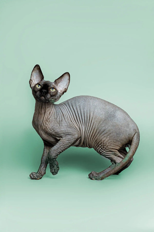 Adorable Hairless Sphynx kitten, Zephyr, with wrinkled skin and a loving personality