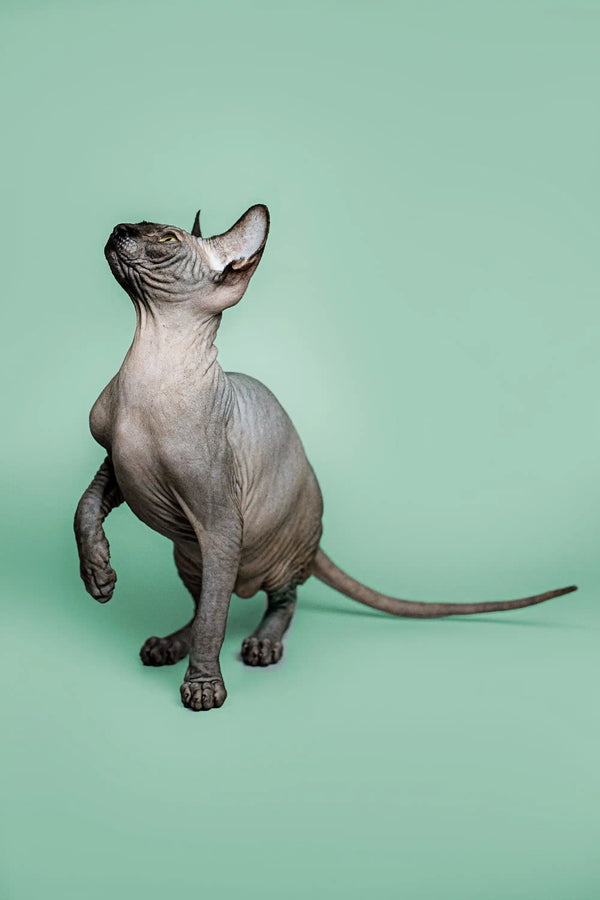 Sphynx Kitten Zephyr sitting upright with a loving personality and a tilted head