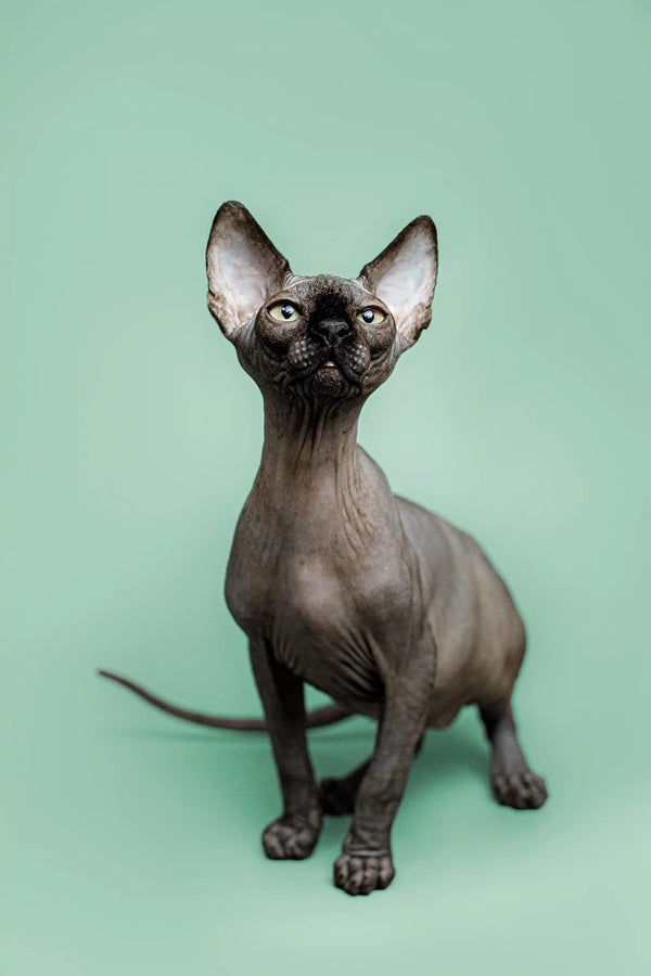 Hairless Sphynx kitten Zephyr with big ears and wrinkled skin, full of loving personality