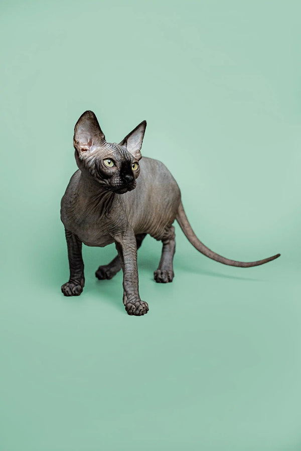 Hairless Sphynx kitten Zephyr with gray skin and big ears, ready to share his loving personality