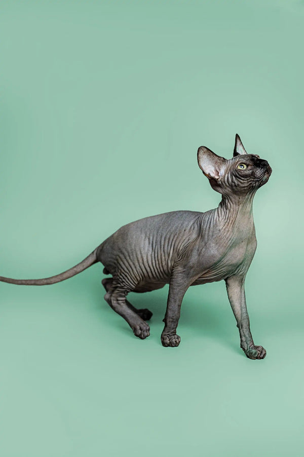 Sphynx kitten Zephyr with alert pose and loving personality, featuring wrinkled gray skin