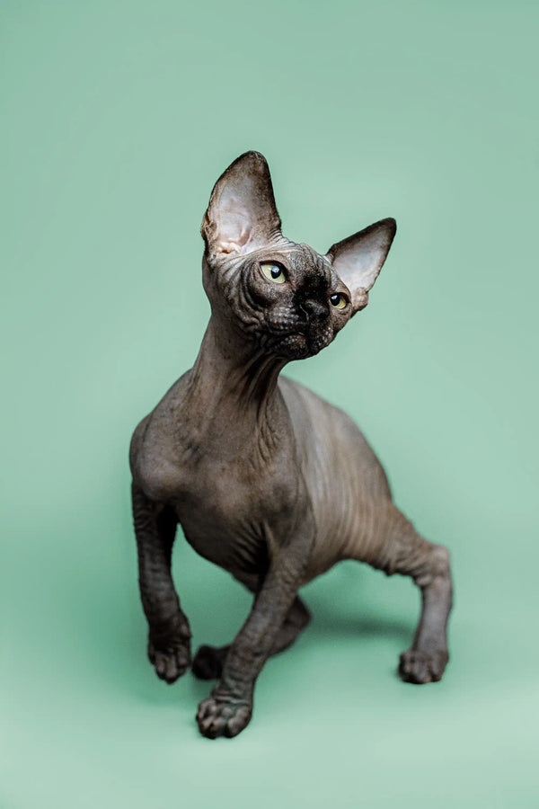Meet Zephyr, the adorable Sphynx kitten with a loving personality and unique features