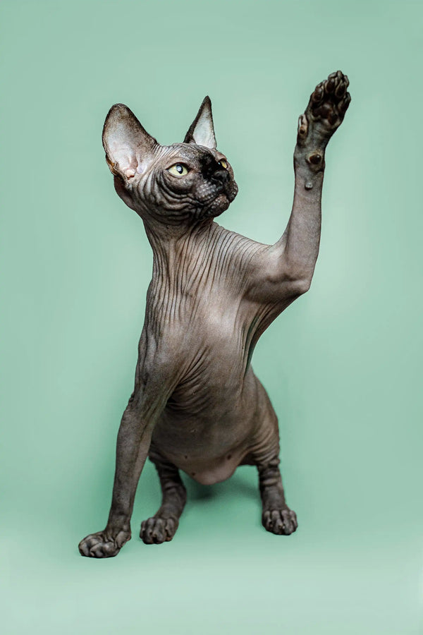 Sphynx kitten Zephyr with paw raised, showcasing its loving personality