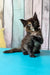 Zeta | maine coon kitten
