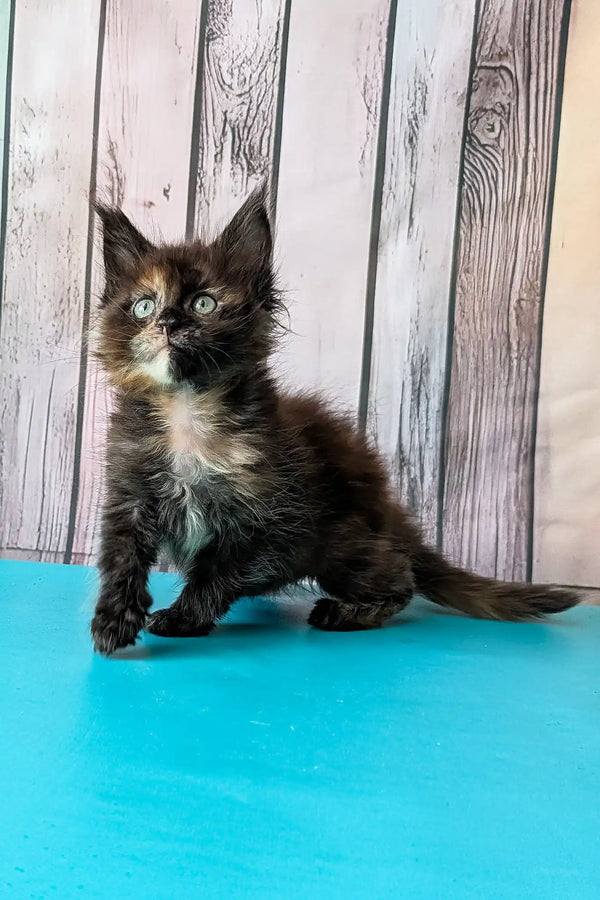 Zeta | maine coon kitten