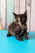 Zeta | maine coon kitten
