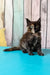 Zeta | maine coon kitten