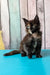 Zeta | maine coon kitten