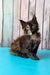 Zeta | maine coon kitten