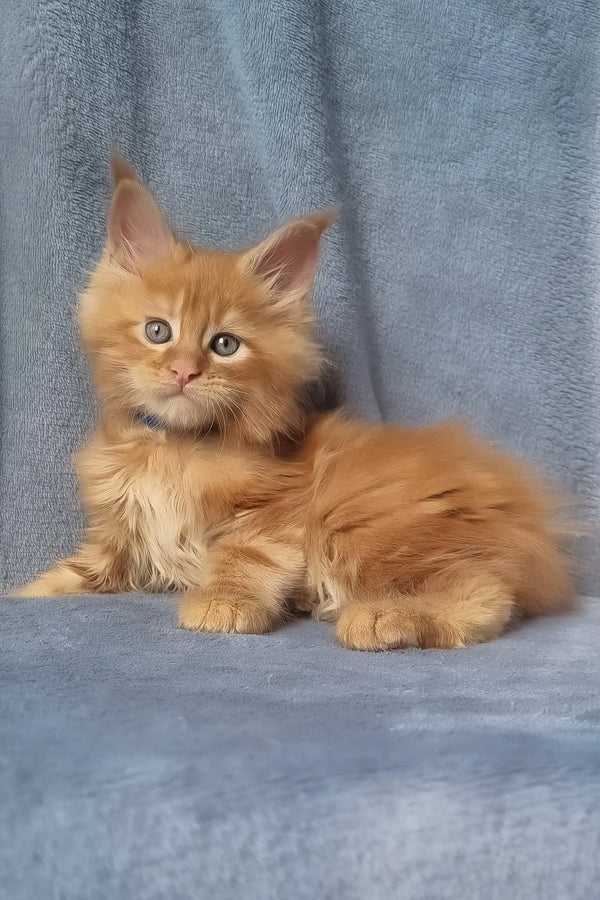 Zeus | maine coon kitten