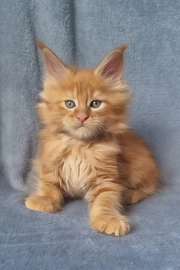 Zeus | maine coon kitten