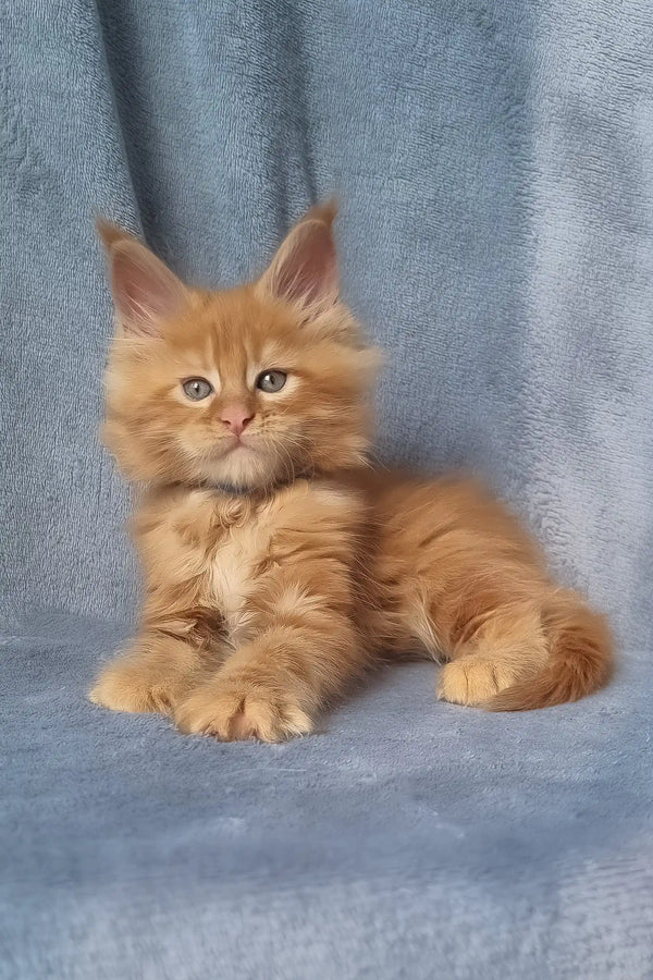 Zeus | maine coon kitten