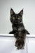 Black Maine Coon kitten named Zeus with stunning green eyes and long fur